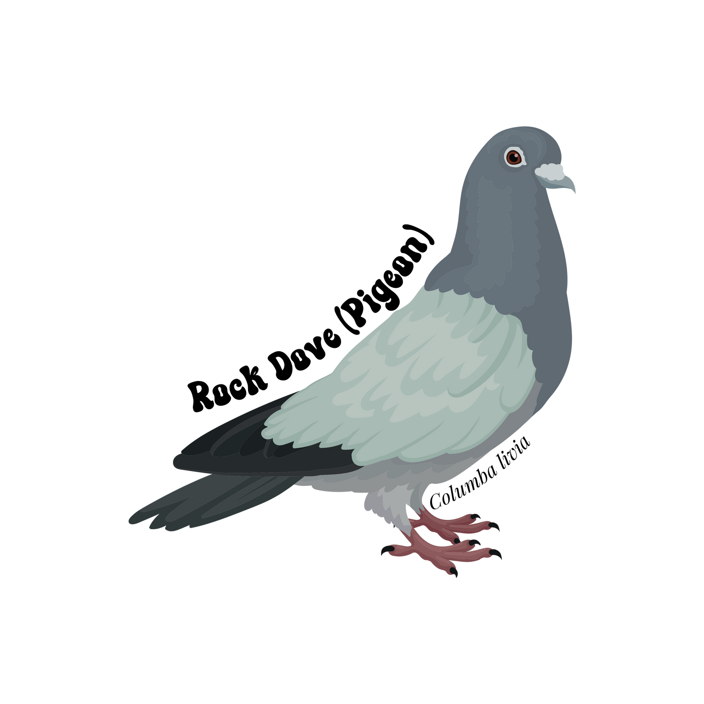Rock Dove (Pigeon) Sticker Twig Creations