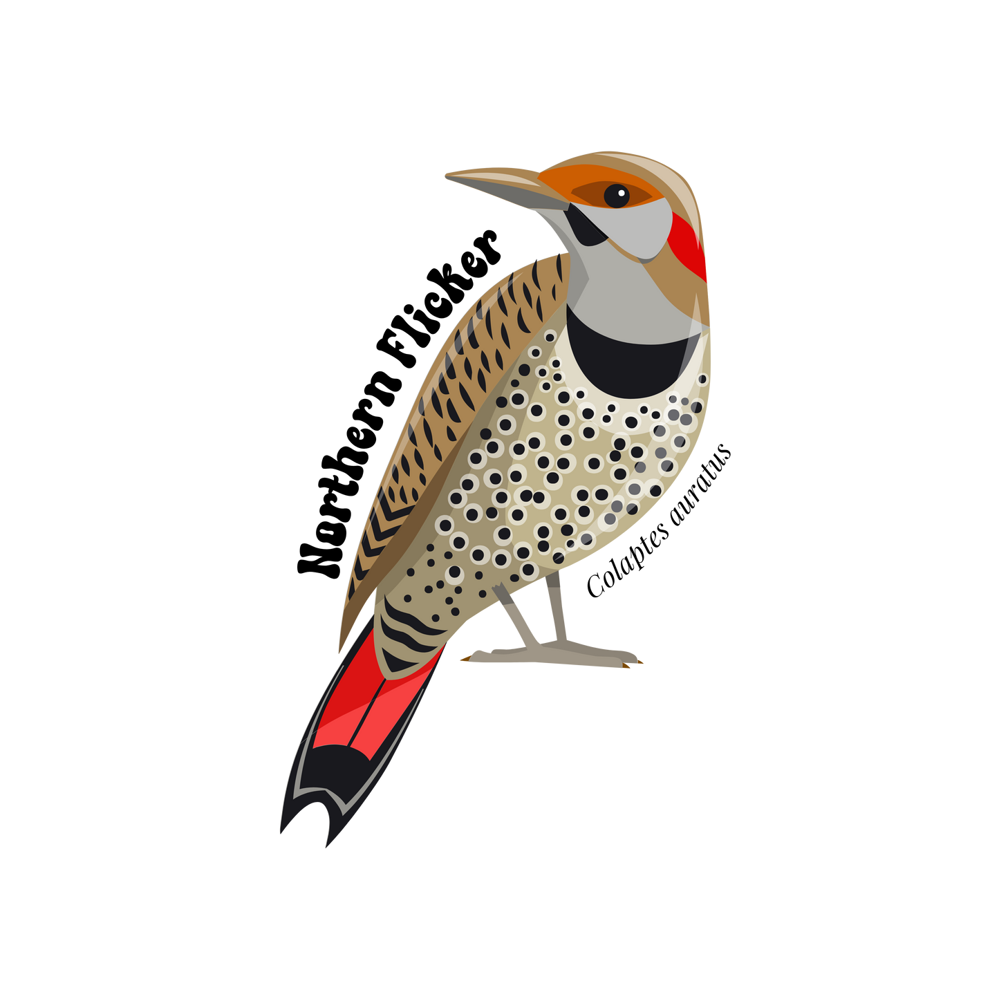 Northern Flicker Sticker Twig Creations