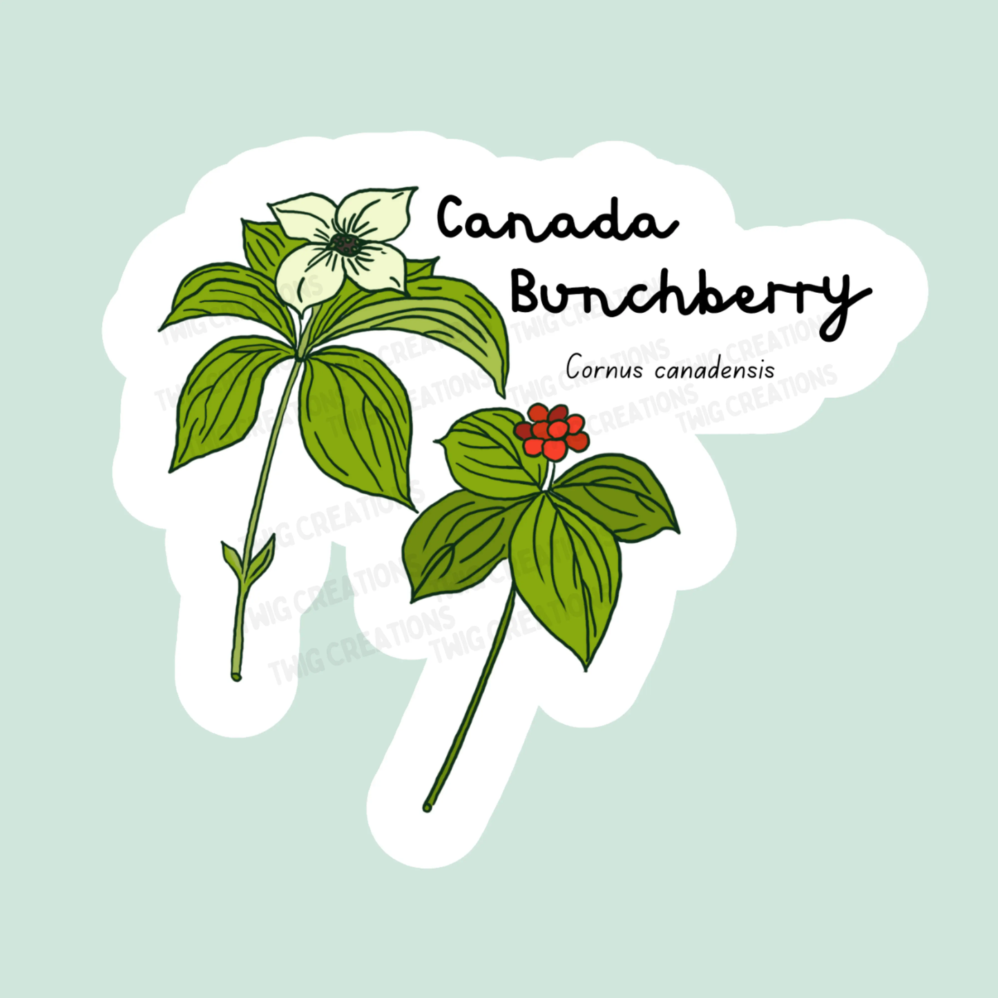 Canada Bunchberry Sticker Twig Creations