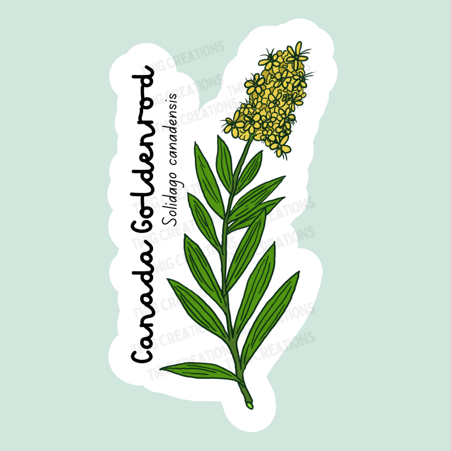 Canada Goldenrod Sticker