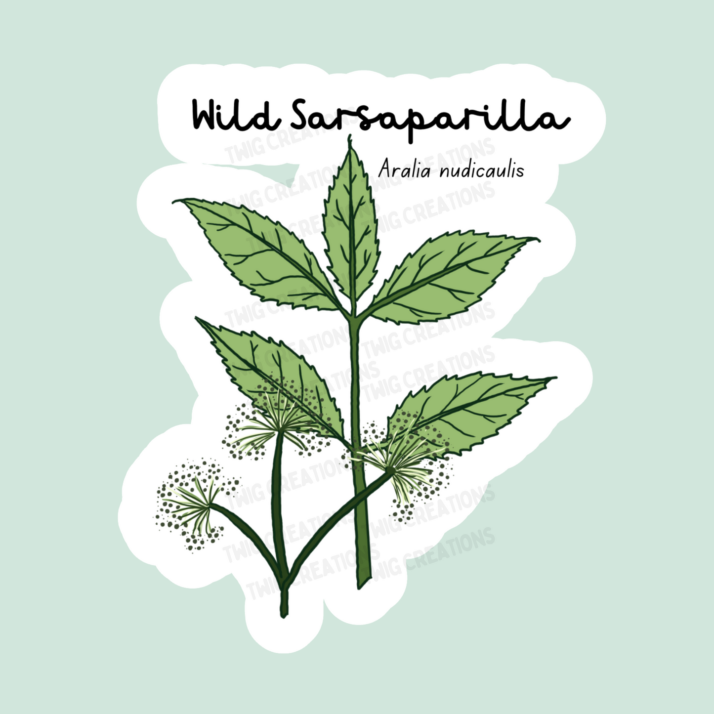Wild Sarsaparilla Sticker