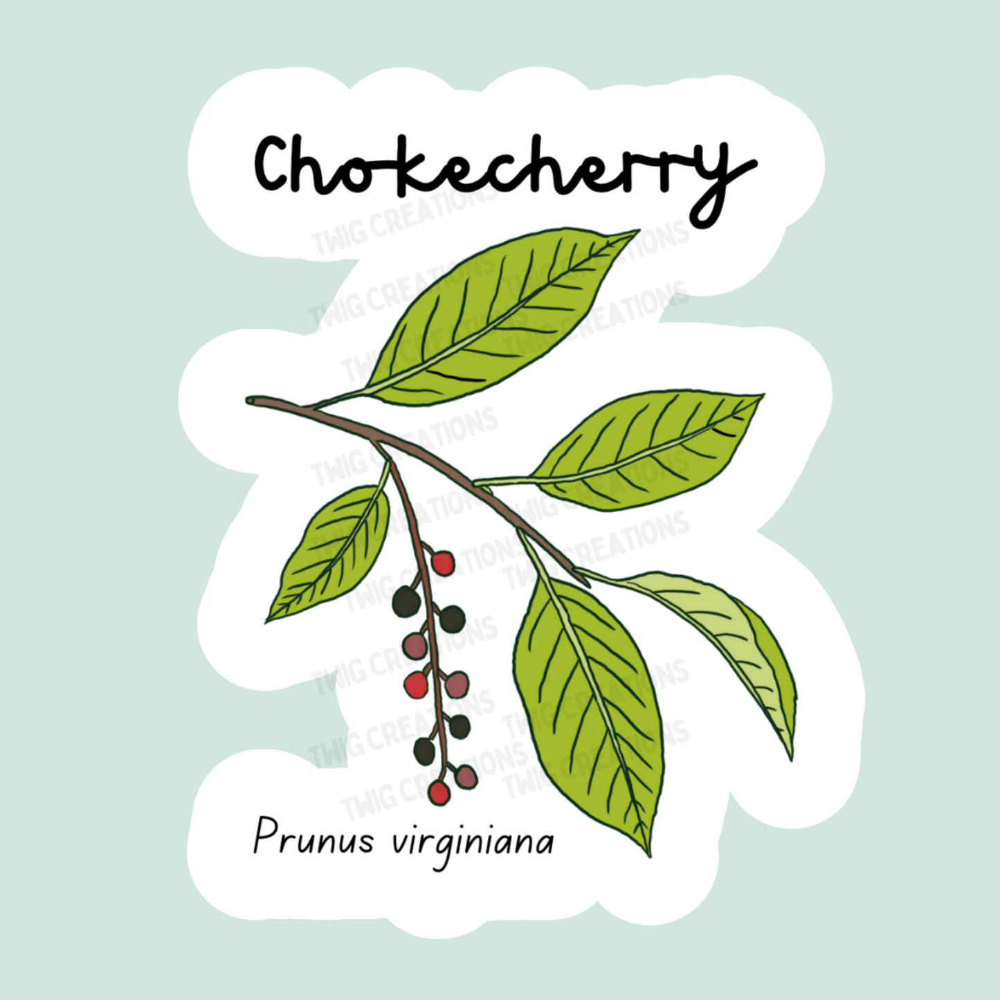 Chokecherry Sticker