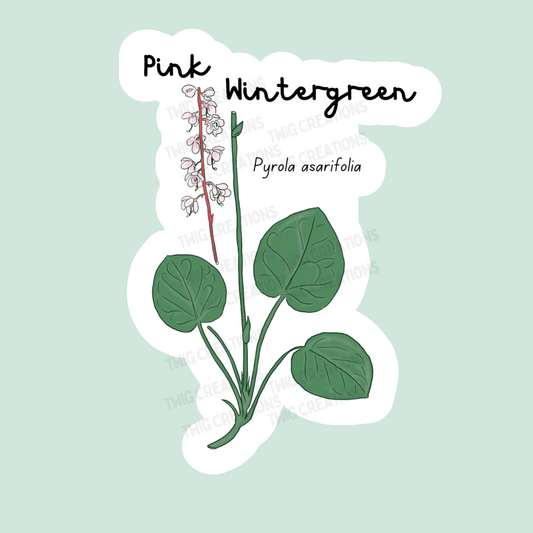 Pink Wintergreen