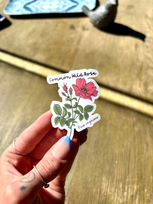 Common Wild Rose Sticker