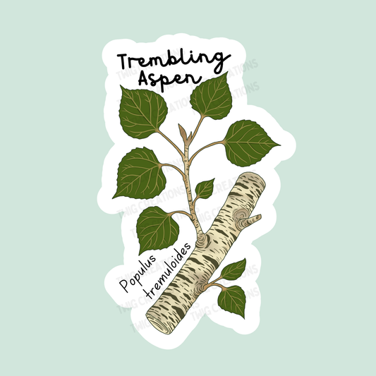 Trembling Aspen Sticker Twig Creations