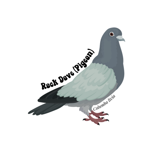 Rock Dove (Pigeon) Sticker
