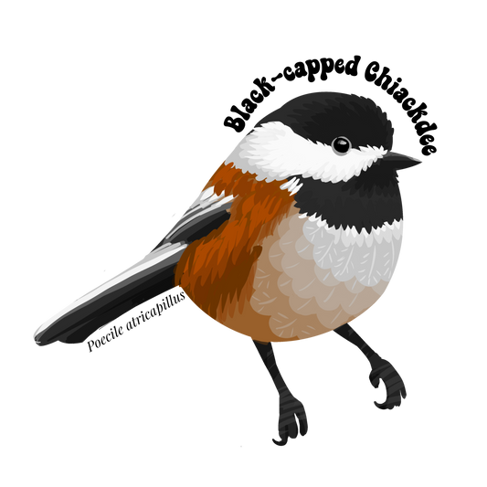Black-capped Chickadee Sticker