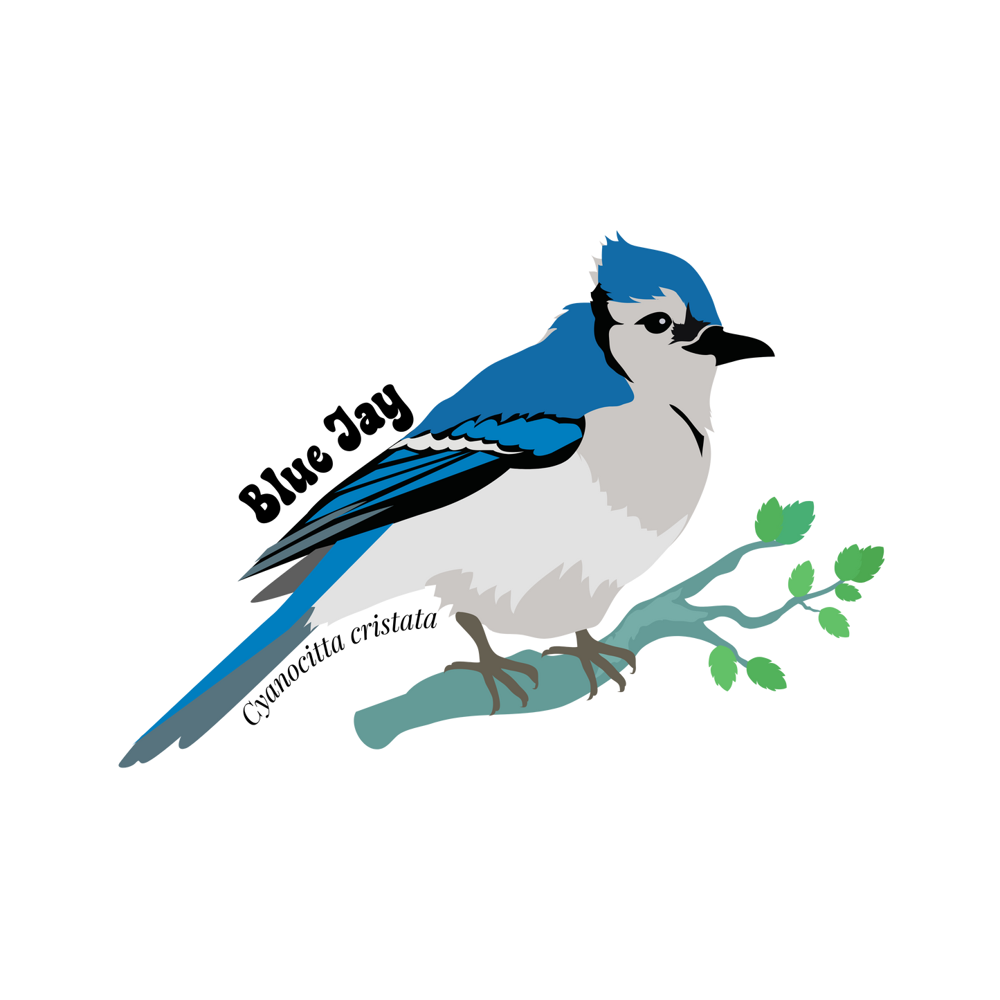 Blue Jay Sticker