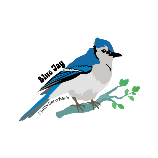 Blue Jay Sticker