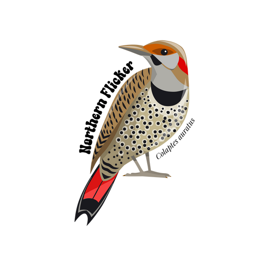 Northern Flicker Sticker