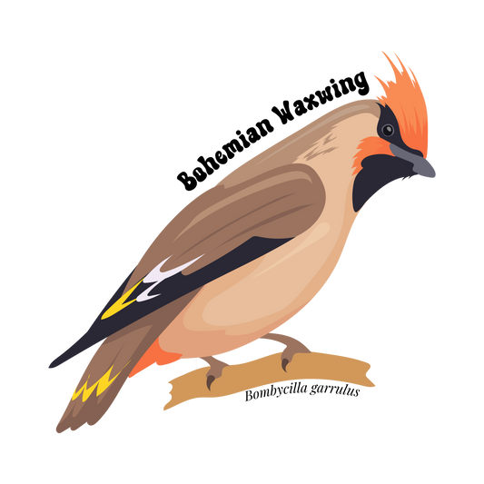 Bohemian Waxwing Sticker