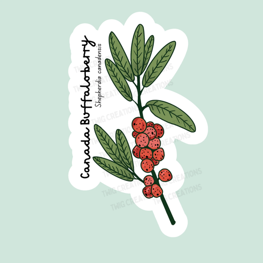 Canada Buffaloberry Sticker Twig Creations