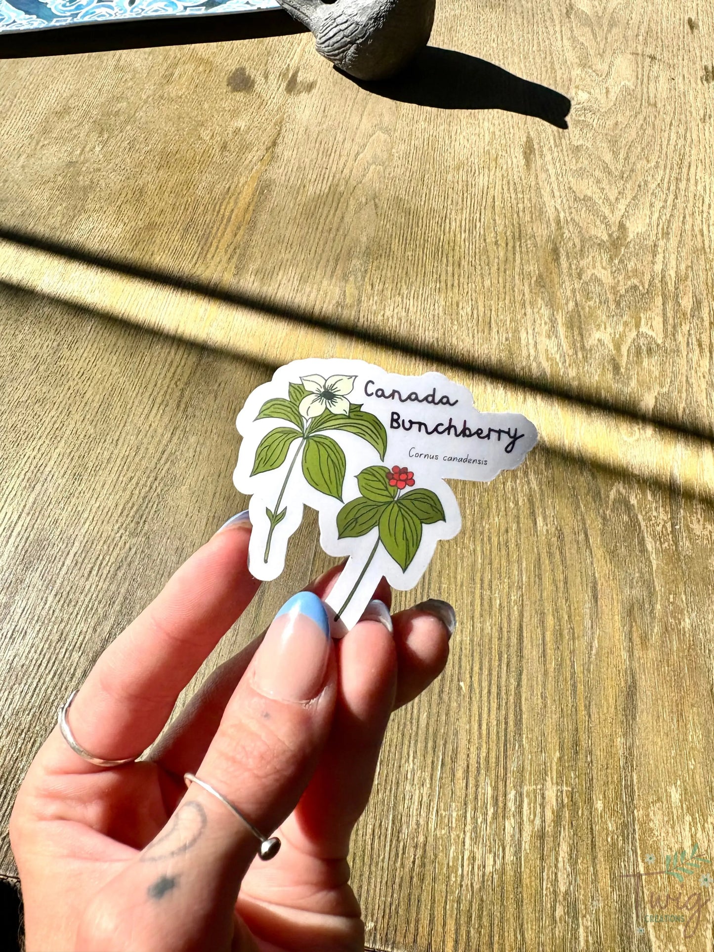 Canada Bunchberry Sticker Twig Creations