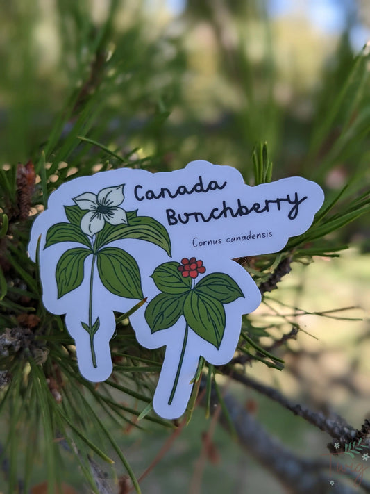 Canada Bunchberry Sticker Twig Creations