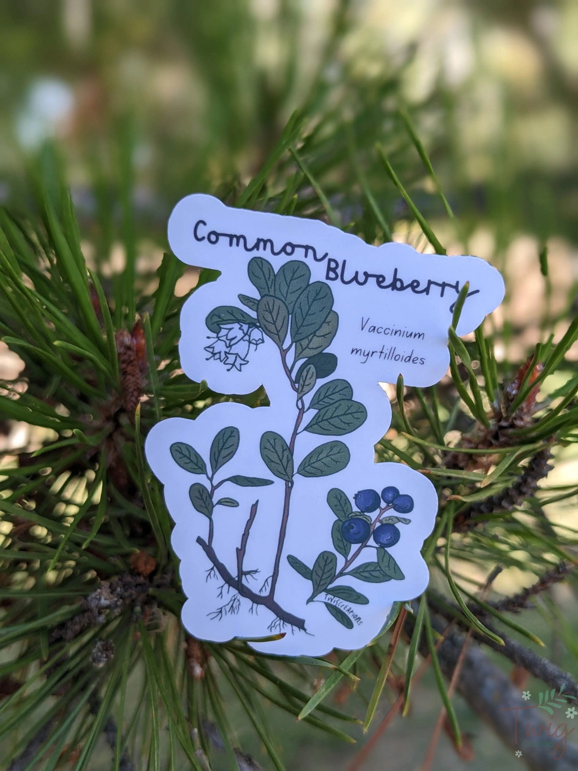 Common Blueberry Sticker Twig Creations