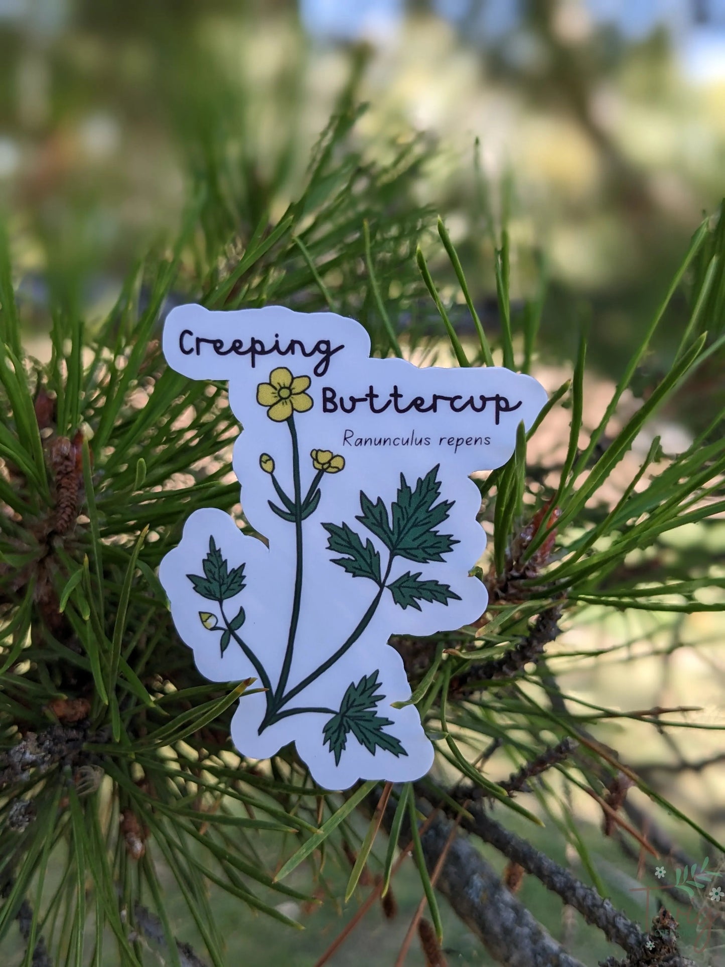 Creeping Buttercup Sticker Twig Creations