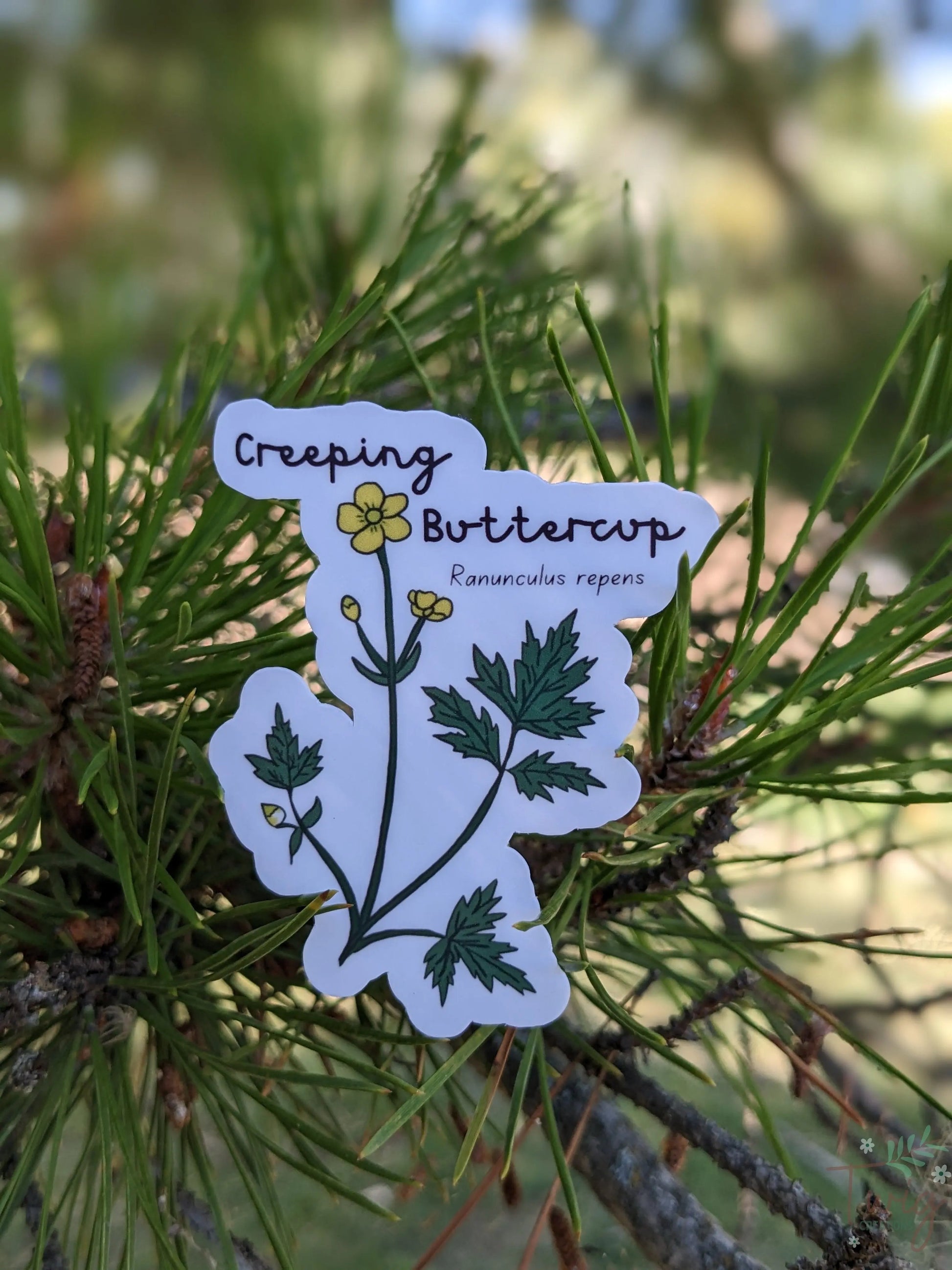 Creeping Buttercup Sticker Twig Creations