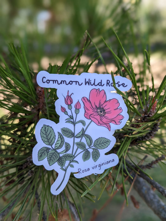 Common Wild Rose Sticker Twig Creations
