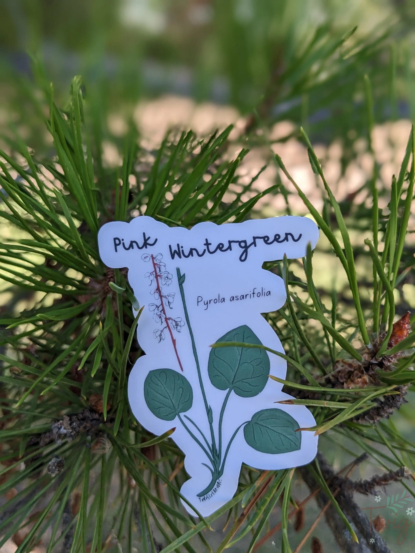 Pink Wintergreen Twig Creations