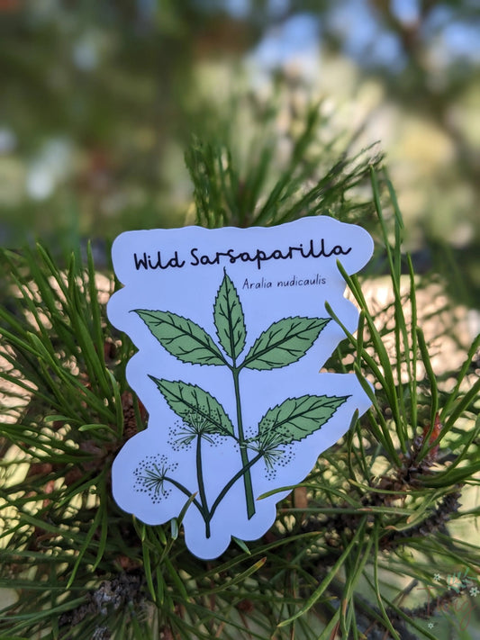 Wild Sarsaparilla Sticker Twig Creations