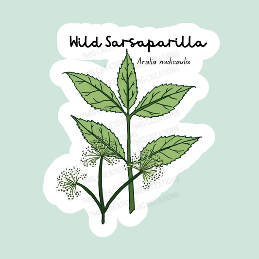 Wild Sarsaparilla Sticker Twig Creations